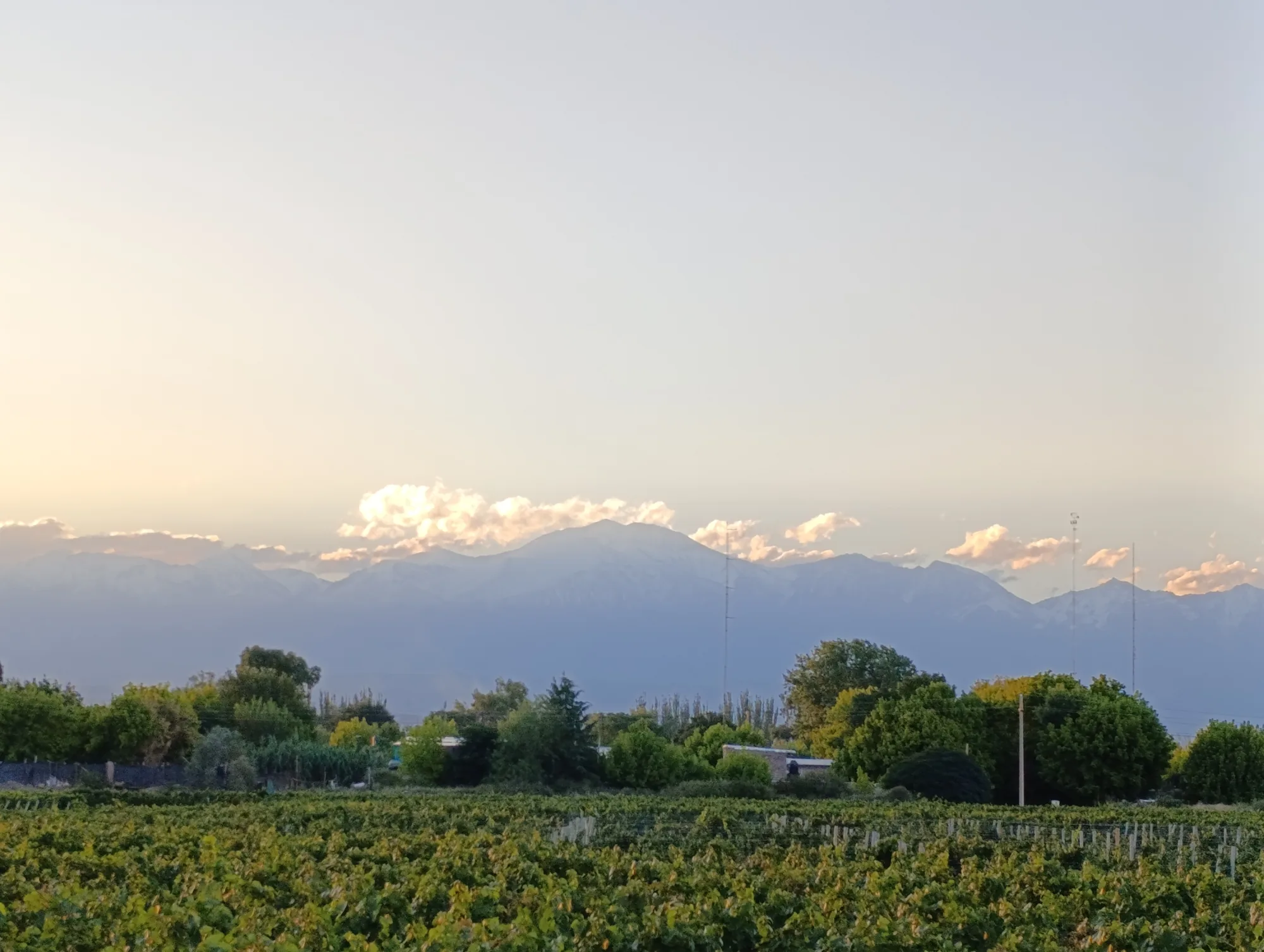 Viñedo y cordillera al atardecer